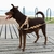 PEITORAL PARA CACHORROS SOFTERWALK DUNE NATURALS P - comprar online