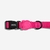 COLEIRA PARA CACHORROS PINK LED P na internet
