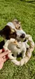 CRUSH PET - comprar online