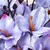Flores Magnólia Artificiais - loja online