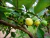 Óleo essencial de Goiaba (Psidium guajava) ORGÂNICO - 10mL na internet