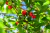 Hidrolato de Pitanga (Eugenia uniflora) ORGÂNICO - 200mL na internet