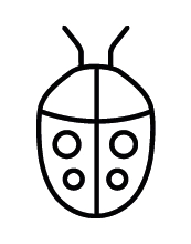 coccinella