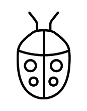 coccinella
