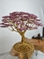 Cerejeira sakura - comprar online