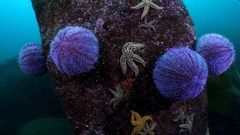 Banner de la categoría Erizos