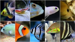 Banner de la categoría Peces Marinos 