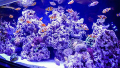 Banner de la categoría Roca 