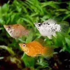 Molly Baloon - acuario Jonasreef
