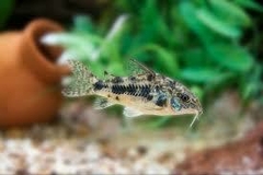 Corydora Paleatus