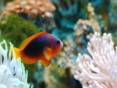 AMPHIPRION EPPHIPIUM