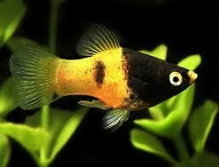 Platy bumble bee