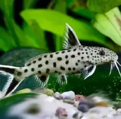 Synodontis