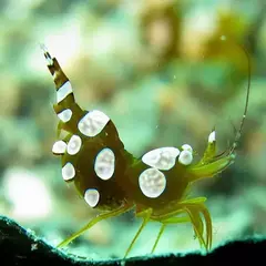 Thor Amboinensis