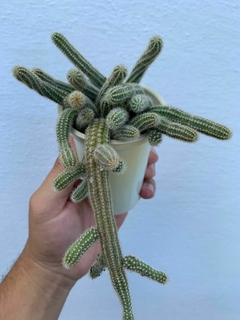 Echinopsis chamaecereus en Flor - comprar online