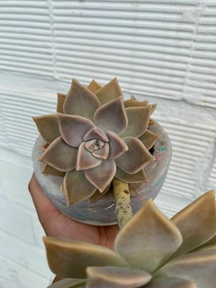 GRAPTOPETALUM PARAGUAYENSE
