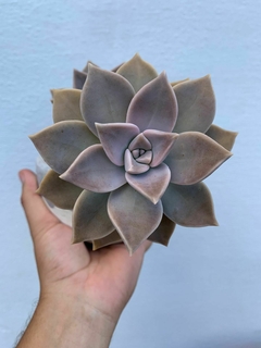GRAPTOPETALUM PARAGUAYENSE - comprar online