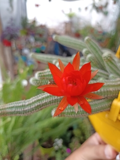 Echinopsis chamaecereus en Flor
