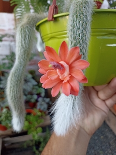 Cleistocactus colademononis