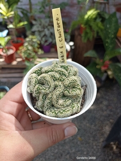Cerebrito