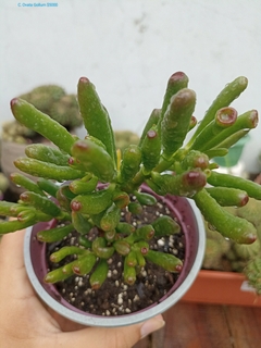 Crassula Ovata Gollum