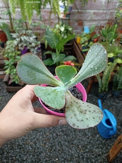 Híbrida sin identificación