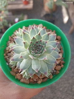 Uña de señorita