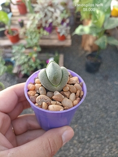 Pleiospilos Nelii
