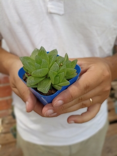 Haworthia cymbiformis