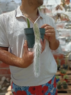 Cleistocactus colademononis