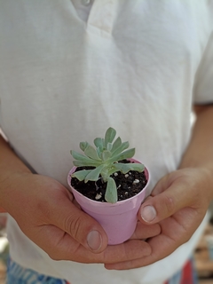 Echeveria Ruyonii