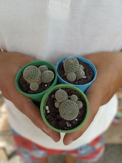 Rebutia Sunrise