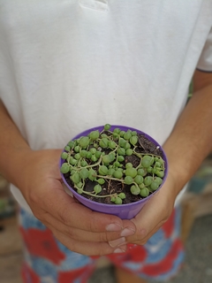 Senecio Rowleyanus o Rosario