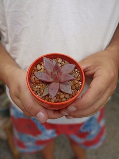 Agavoides