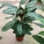Maranta Pavão na internet