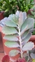suculenta Kalanchoe Arora Boreal - comprar online