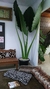 Taro (Colocasia esculenta) - comprar online