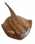 arraia grande - comprar online