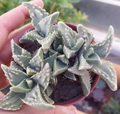 Faucaria Felina Tuberculosa
