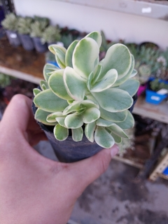 Crassula Monkey Maker