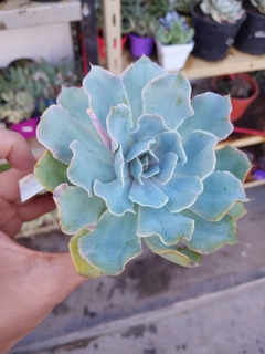 Echeveria Cielo