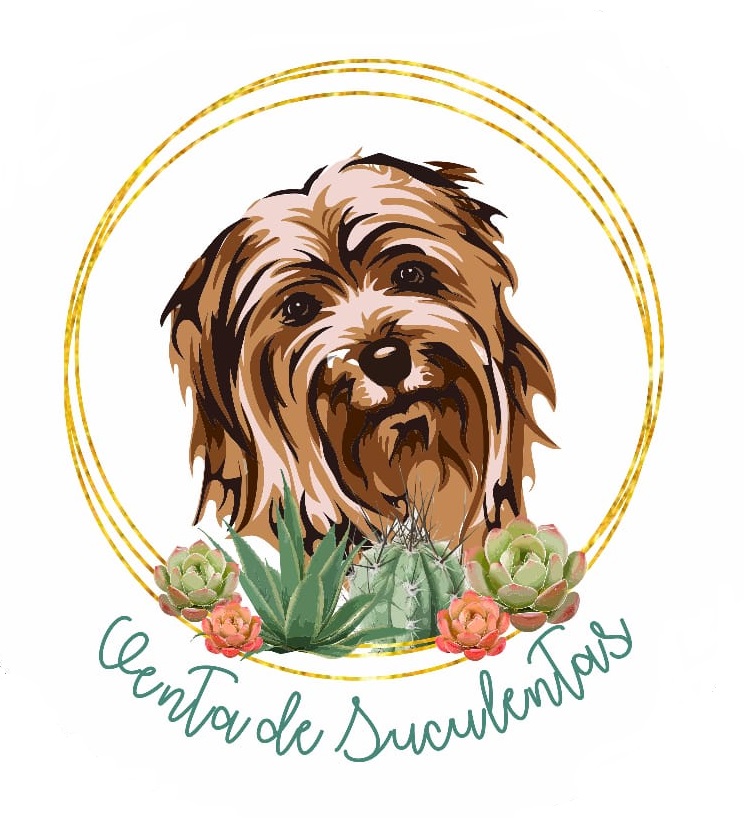 Venta de Suculentas
