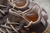 Adidas Yeezy Boost 350 - Evolves Imports