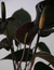 Antúrio Black - loja online