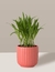 Areca Bambu