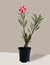 Rosa do Deserto Cor Variada - comprar online