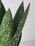 Coroa Dinamarquesa Sansevieria - Botânica do Eden