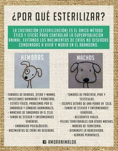Banner de la categoría Campañas de castracion