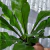 Asplenium nidus en internet