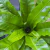 Asplenium nidus - tienda online
